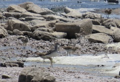 Calidris himantopus