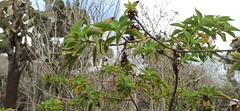 Tournefortia pubescens