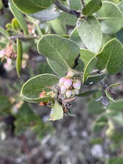 Arctostaphylos purissima