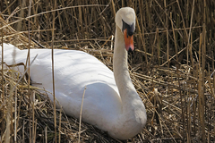 Cygnus olor