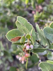 Arctostaphylos purissima