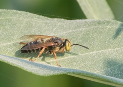 Tachytes guatemalensis
