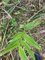 Heliconia latispatha