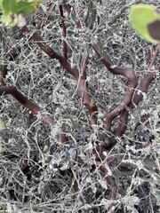 Arctostaphylos purissima