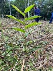 Heliconia latispatha