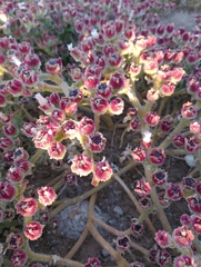 Mesembryanthemum nodiflorum