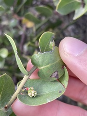Arctostaphylos purissima