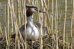 Podiceps cristatus