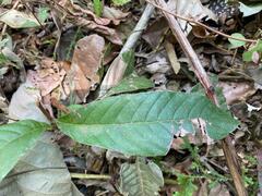 Petiveria alliacea
