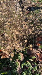 Dittrichia graveolens