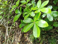 Pseudopanax lessonii