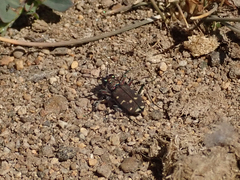 Cicindela oregona oregona