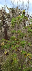 Tournefortia pubescens