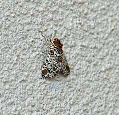 Harrisimemna trisignata