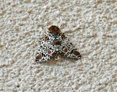 Harrisimemna trisignata