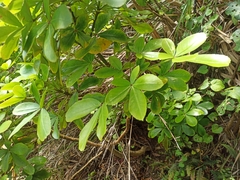 Pseudopanax lessonii