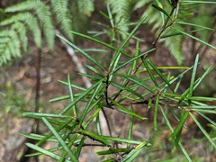 Ricinocarpos pinifolius