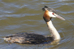 Podiceps cristatus