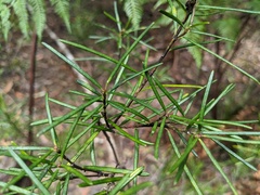 Ricinocarpos pinifolius