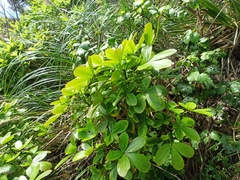 Pseudopanax lessonii