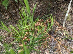 Ricinocarpos pinifolius