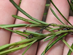 Ricinocarpos pinifolius