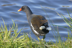 Gallinula chloropus