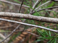 Ricinocarpos pinifolius