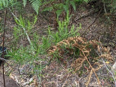 Ricinocarpos pinifolius