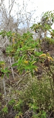 Tournefortia pubescens