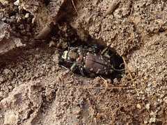 Cicindela oregona oregona