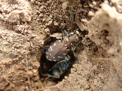 Cicindela oregona oregona