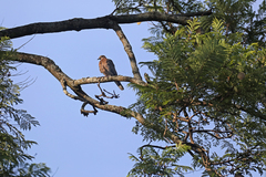 Streptopelia semitorquata