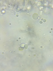 Tricholoma columbetta