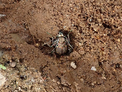 Cicindela oregona oregona