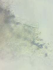 Tricholoma columbetta