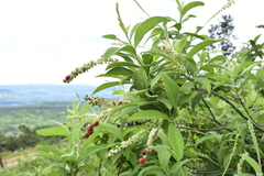 Varronia curassavica