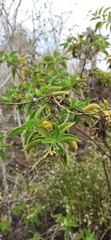 Tournefortia pubescens