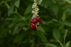 Varronia curassavica