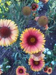 Gaillardia aristata