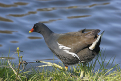 Gallinula chloropus