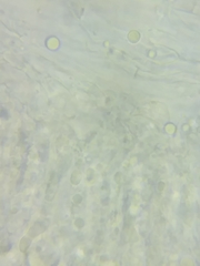 Tricholoma columbetta