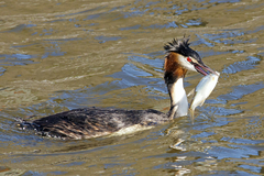 Podiceps cristatus