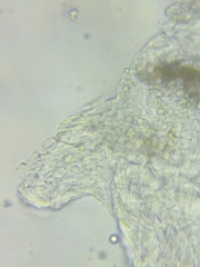 Tricholoma columbetta