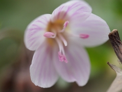 Claytonia