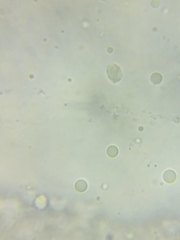 Tricholoma columbetta