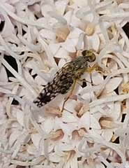 Euarestoides acutangulus