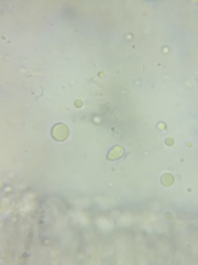 Tricholoma columbetta