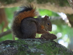 Sciurus granatensis