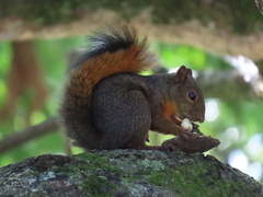 Sciurus granatensis